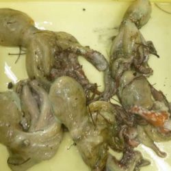 今年初の新タコゲット！